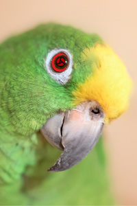 The Beastmaster Of The End