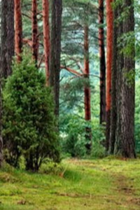 My Pride is Riding on Demon Elf