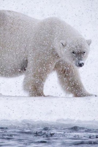 The Tale of The Arctic