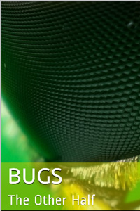 Bugs