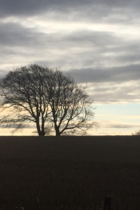 Shadows in the Dawn Mist