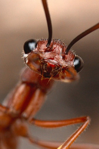 Ants and Eldritch Horror