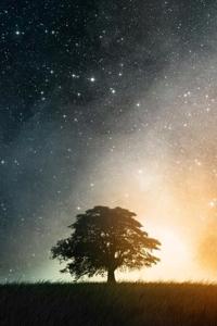 Roots In The Heavens