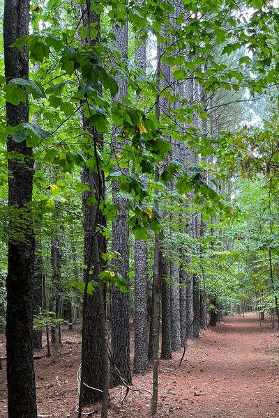 The Embrace of the Abyss